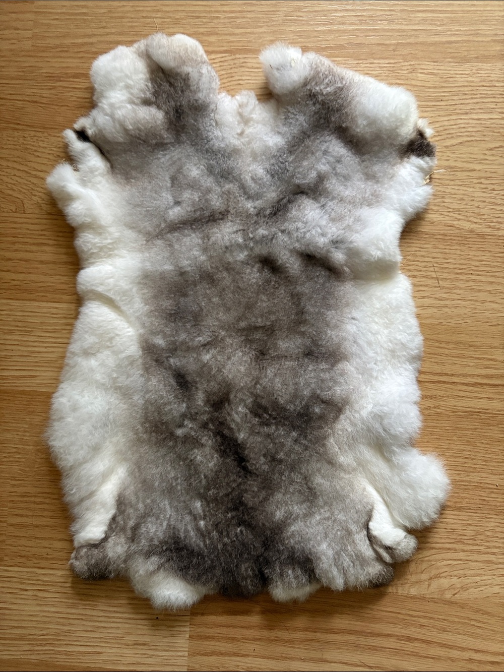 C0021 Rex rabbit hide Cream & Gray